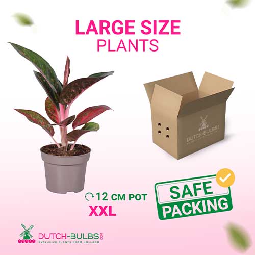 Aglaonema Dark Star (12 cm pot) - for Sale Aglaonema Dark Star (12 cm pot)