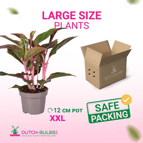 Aglaonema Light Star (12 cm pot) - for Sale Aglaonema Light Star (12 cm pot)