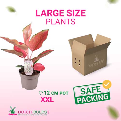 Aglaonema Orange Star (12 cm pot) - for Sale Aglaonema Orange Star (12 cm pot)