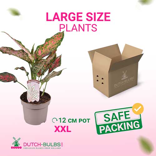 Aglaonema Point Star (12 cm pot) - for Sale Aglaonema Point Star (12 cm pot)