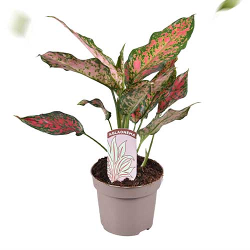 Aglaonema Point Star (12 cm pot) - for Sale Aglaonema Point Star (12 cm pot)