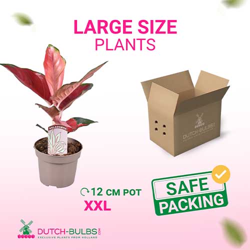 Aglaonema Red Star (12 cm pot) - for Sale Aglaonema Red Star (12 cm pot)