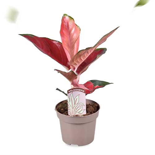 Aglaonema Red Star (12 cm pot) - for Sale Aglaonema Red Star (12 cm pot)