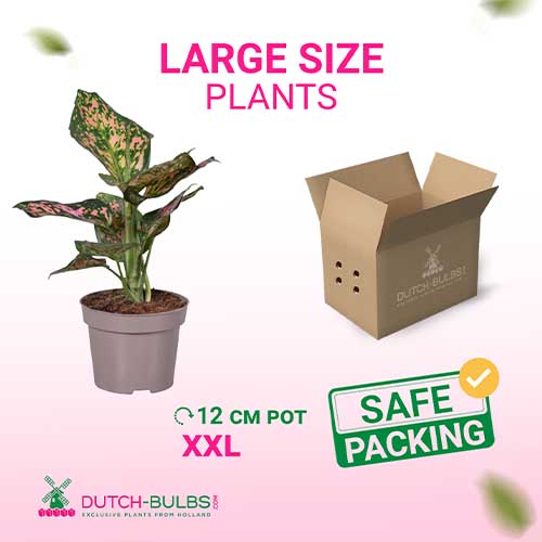 Aglaonema Spotted Star (12 cm pot) - for Sale Aglaonema Spotted Star (12 cm pot)