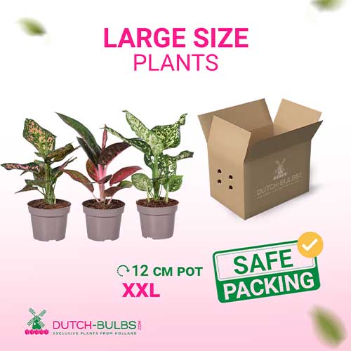 Aglaonema Star Collection (12 cm pot) - for Sale Aglaonema Star Collection (12 cm pot)