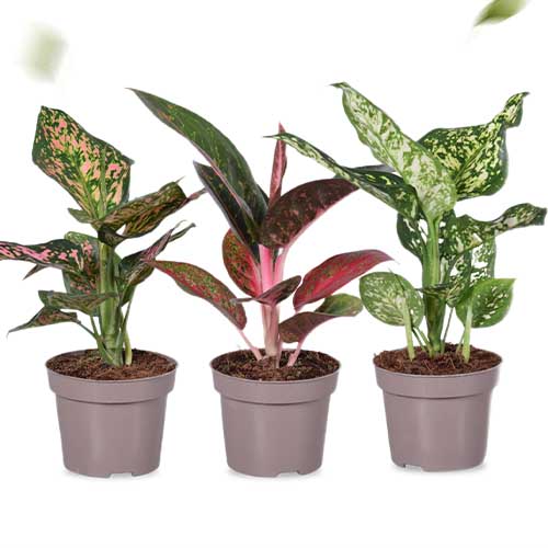 Aglaonema Star Collection (12 cm pot) - for Sale Aglaonema Star Collection (12 cm pot)