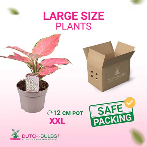 Aglaonema Star (12 cm pot) - for Sale Aglaonema Star (12 cm pot)