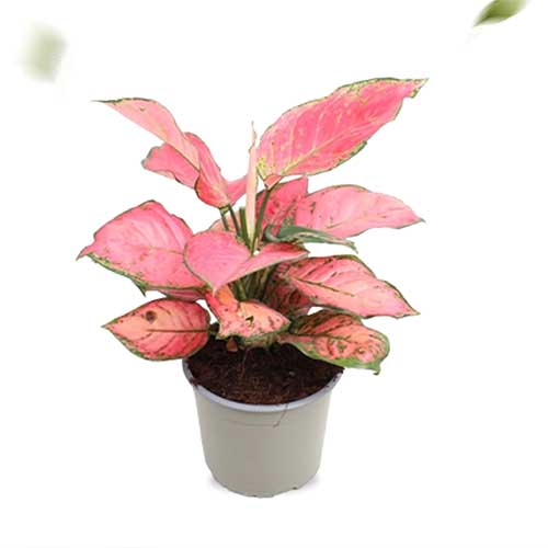 Aglaonema Sun Star (12 cm pot) - for Sale Aglaonema Sun Star (12 cm pot)