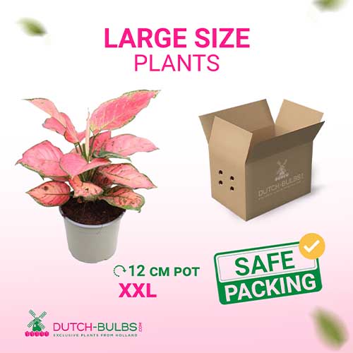 Aglaonema Sun Star (12 cm pot) - for Sale Aglaonema Sun Star (12 cm pot)