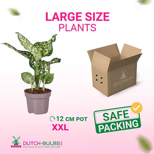Aglaonema White Star (12 cm pot) - for Sale Aglaonema White Star (12 cm pot)