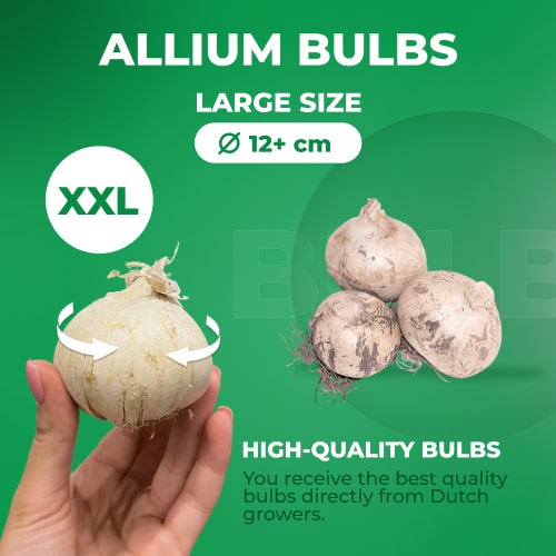 Allium Arctic Snow - for Sale Allium Arctic Snow