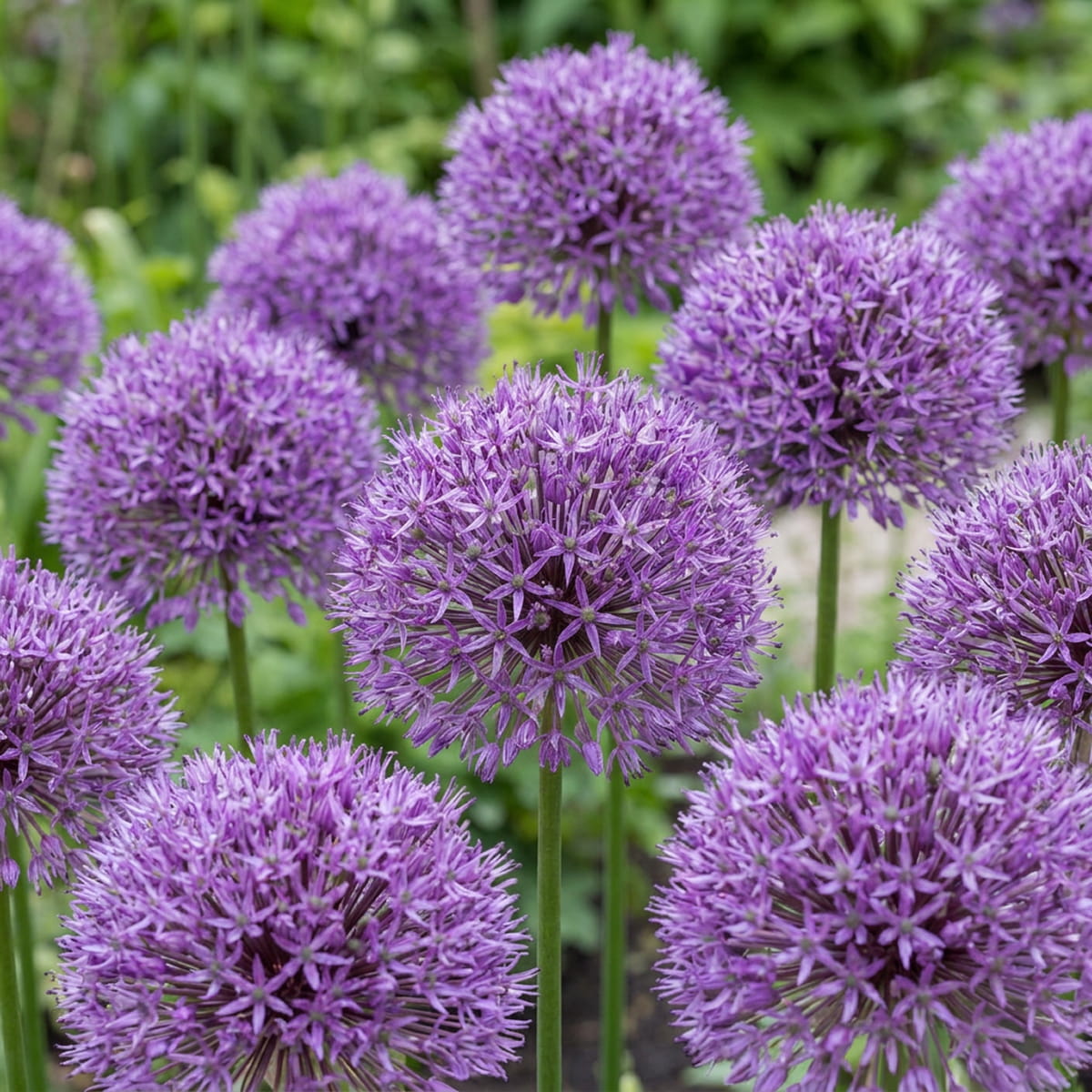 Allium aflatunense - for Sale Allium aflatunense