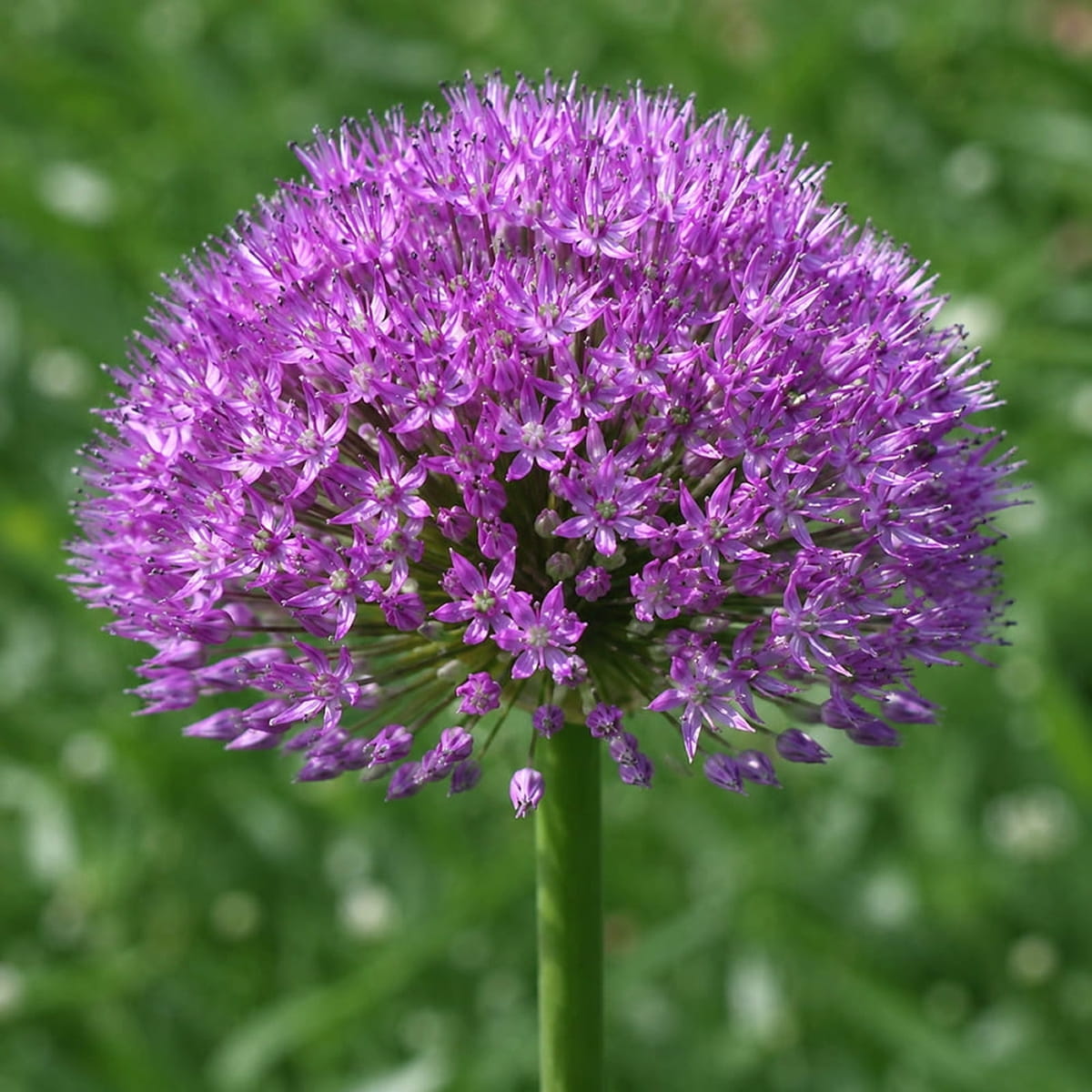 Allium Akita - for Sale Allium Akita