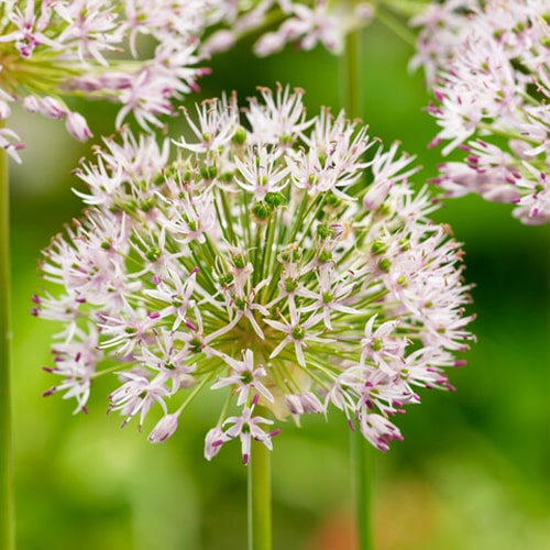 Allium Ampeloprasum - for Sale Allium Ampeloprasum