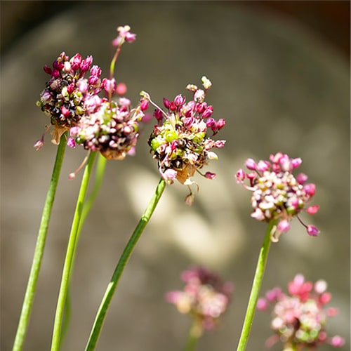 Allium Art - for Sale Allium Art