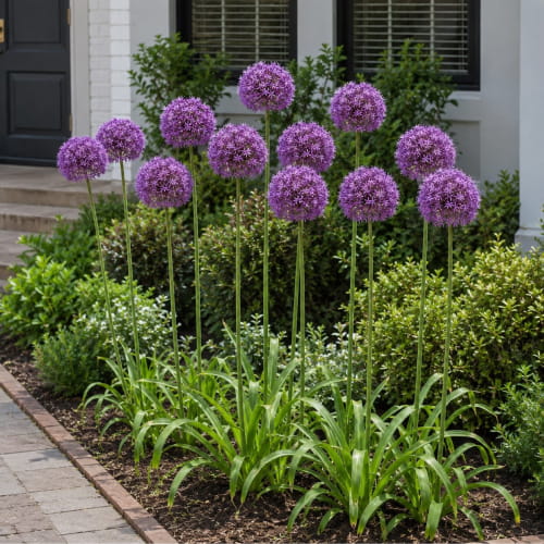Allium Atlas - for Sale Allium Atlas