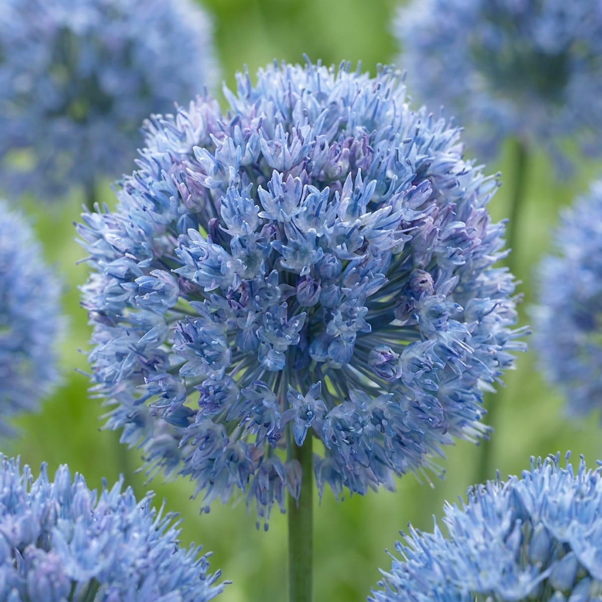 Allium Сaeruleum - for Sale Allium Сaeruleum