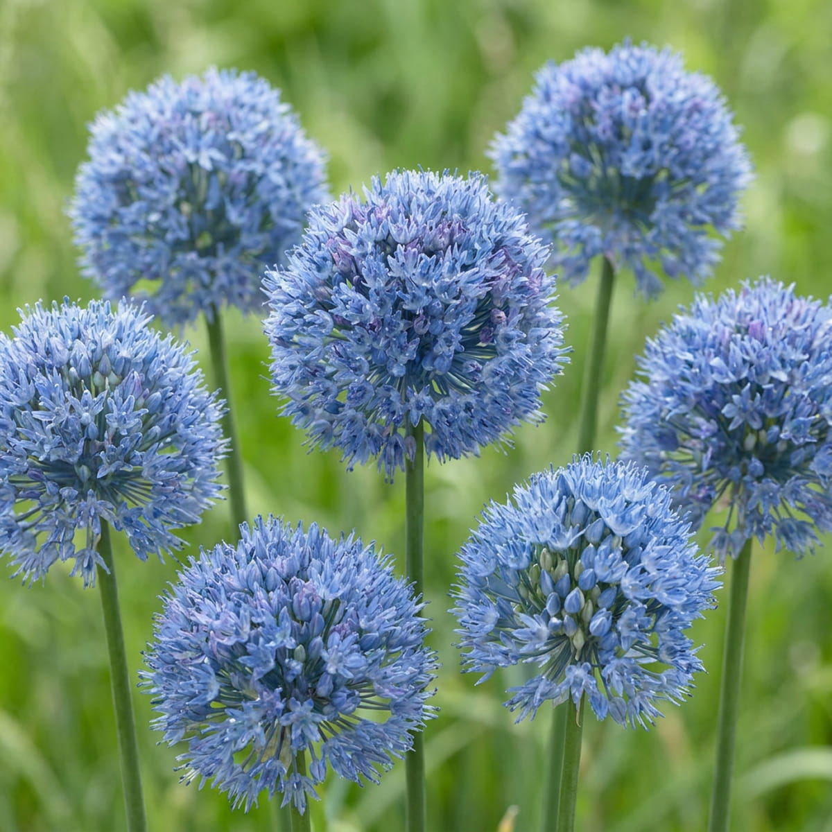 Allium Сaeruleum - for Sale Allium Сaeruleum