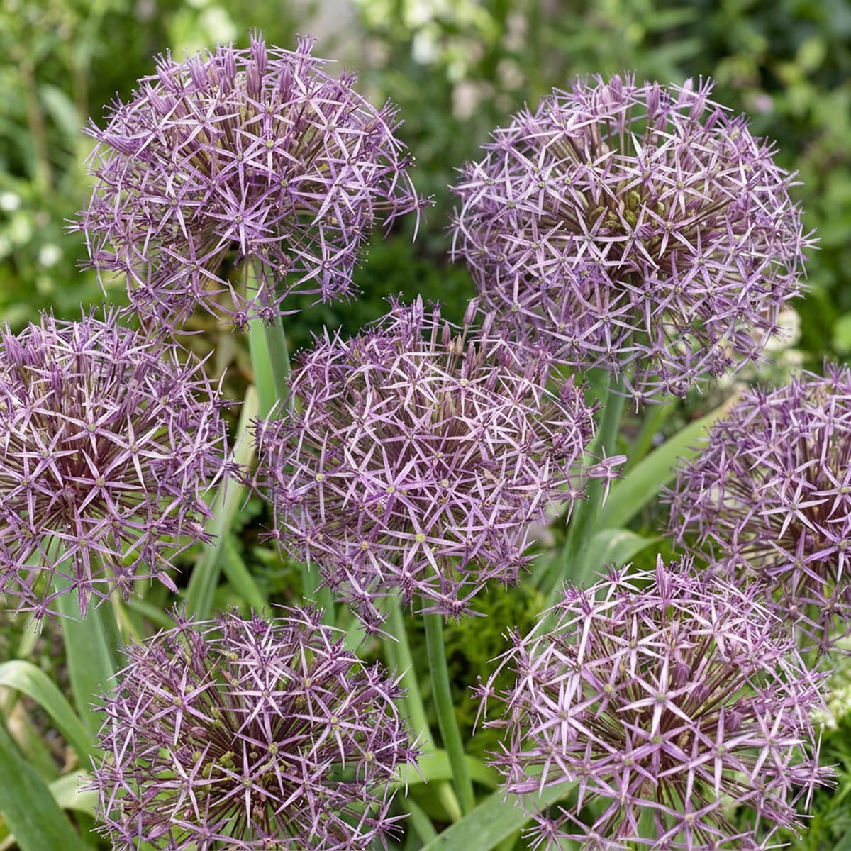 Allium Christophii - for Sale Allium Christophii