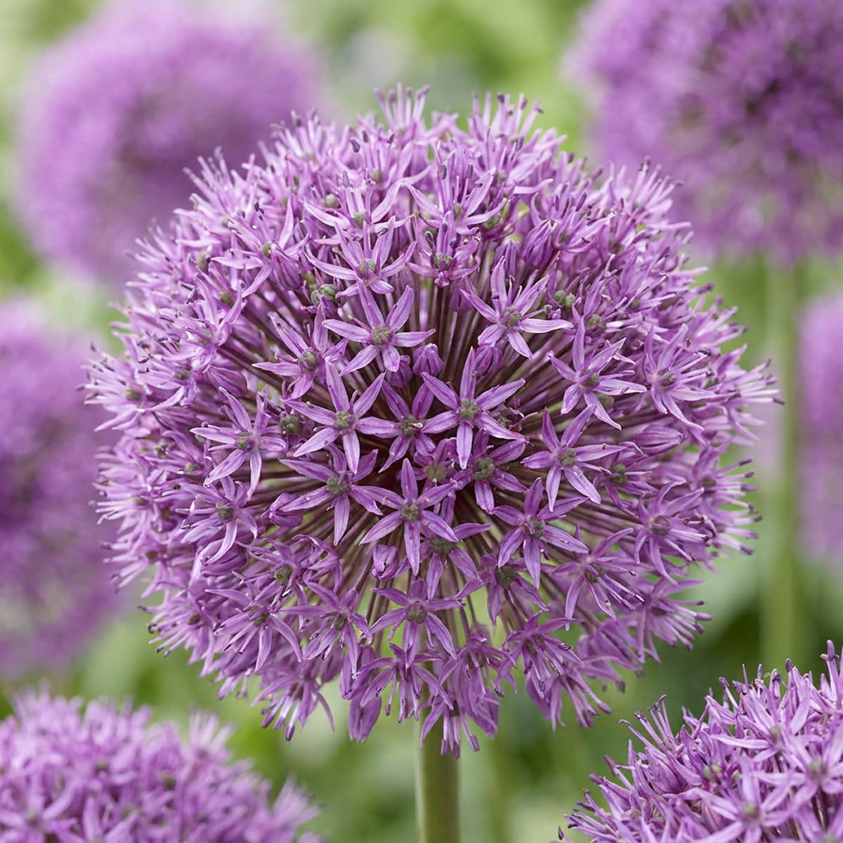 Allium Dutch Man - for Sale Allium Dutch Man