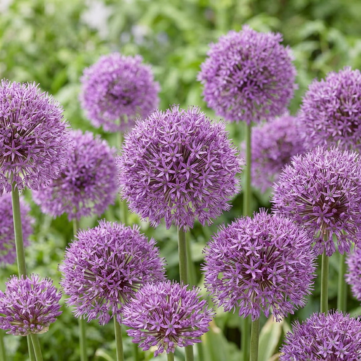 Allium Dutch Man - for Sale Allium Dutch Man