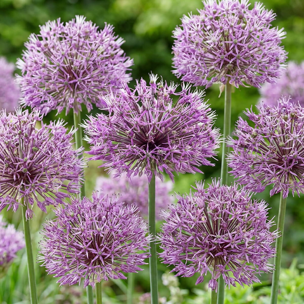 Allium Early Emperor - for Sale Allium Early Emperor