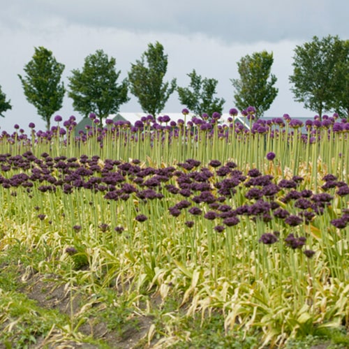 Allium Firmament - for Sale Allium Firmament