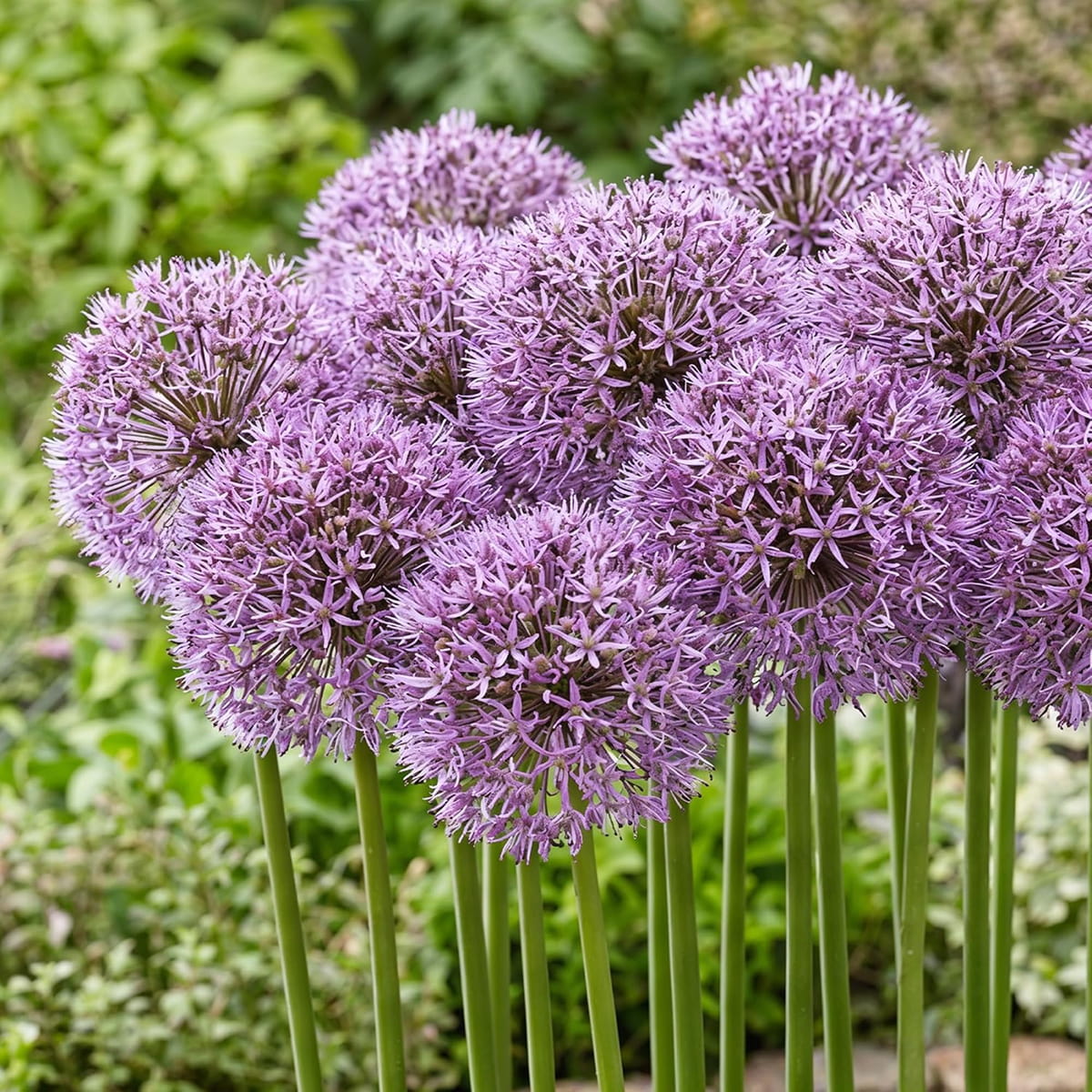 Allium Gladiator - for Sale Allium Gladiator