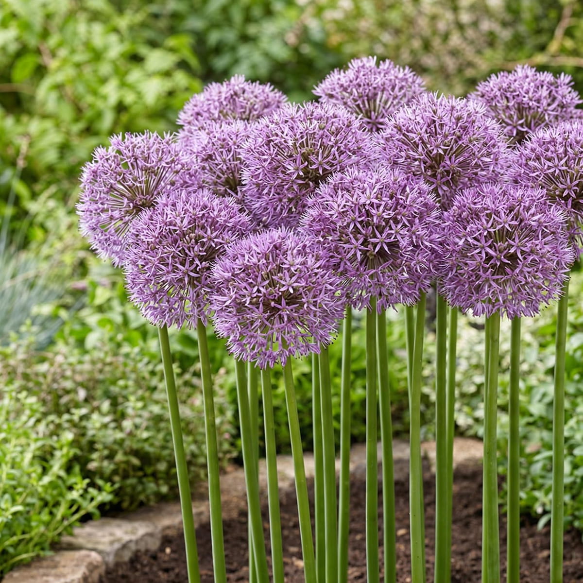 Allium Gladiator - for Sale Allium Gladiator