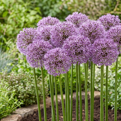 Allium Gladiator Sensation - for Sale Allium Gladiator Sensation