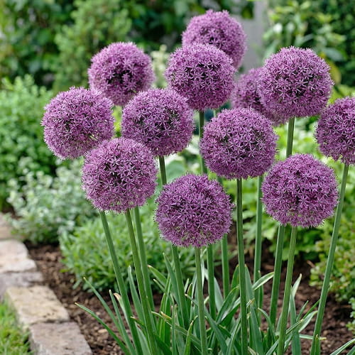 Allium Globemaster - for Sale Allium Globemaster