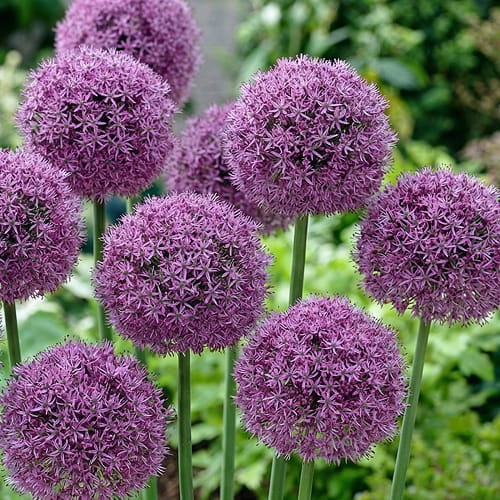 Allium Globemaster - for Sale Allium Globemaster