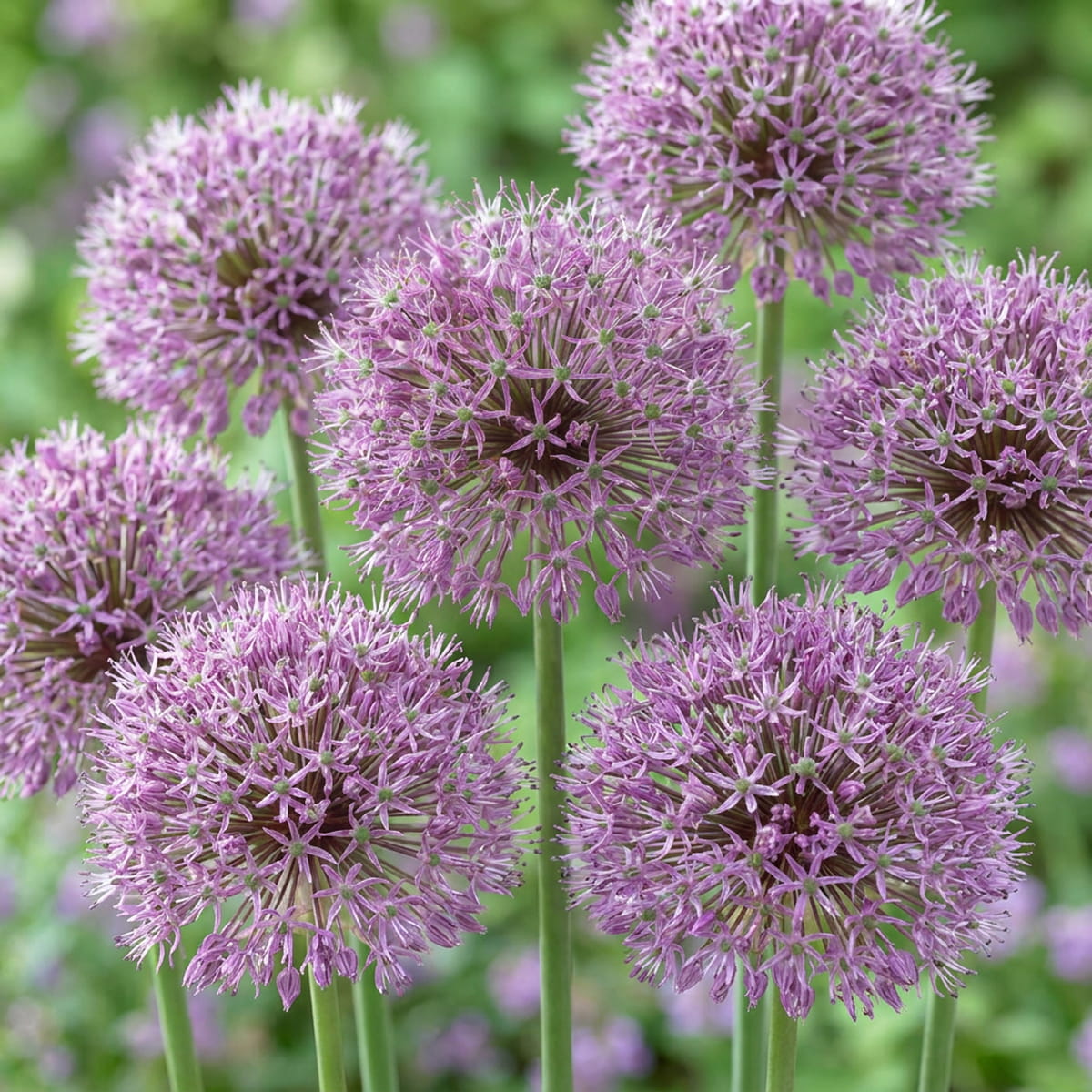 Allium Glory of Pamir - for Sale Allium Glory of Pamir