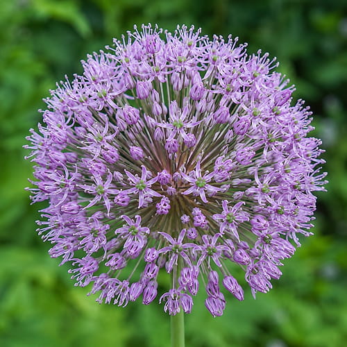 Allium Goliath - for Sale Allium Goliath