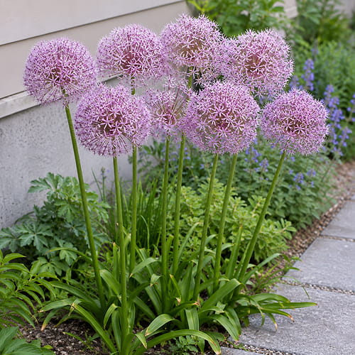 Allium Goliath - for Sale Allium Goliath