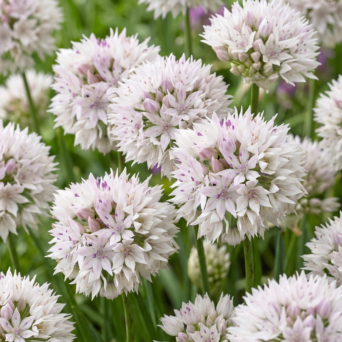 Allium Graceful Beauty - for Sale Allium Graceful Beauty