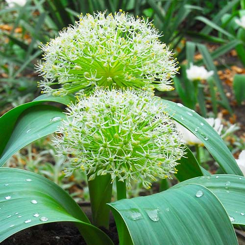 Allium Ivory Queen - for Sale Allium Ivory Queen