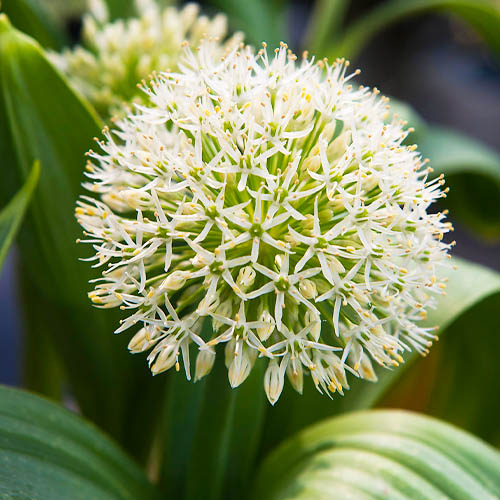Allium Ivory Queen - for Sale Allium Ivory Queen