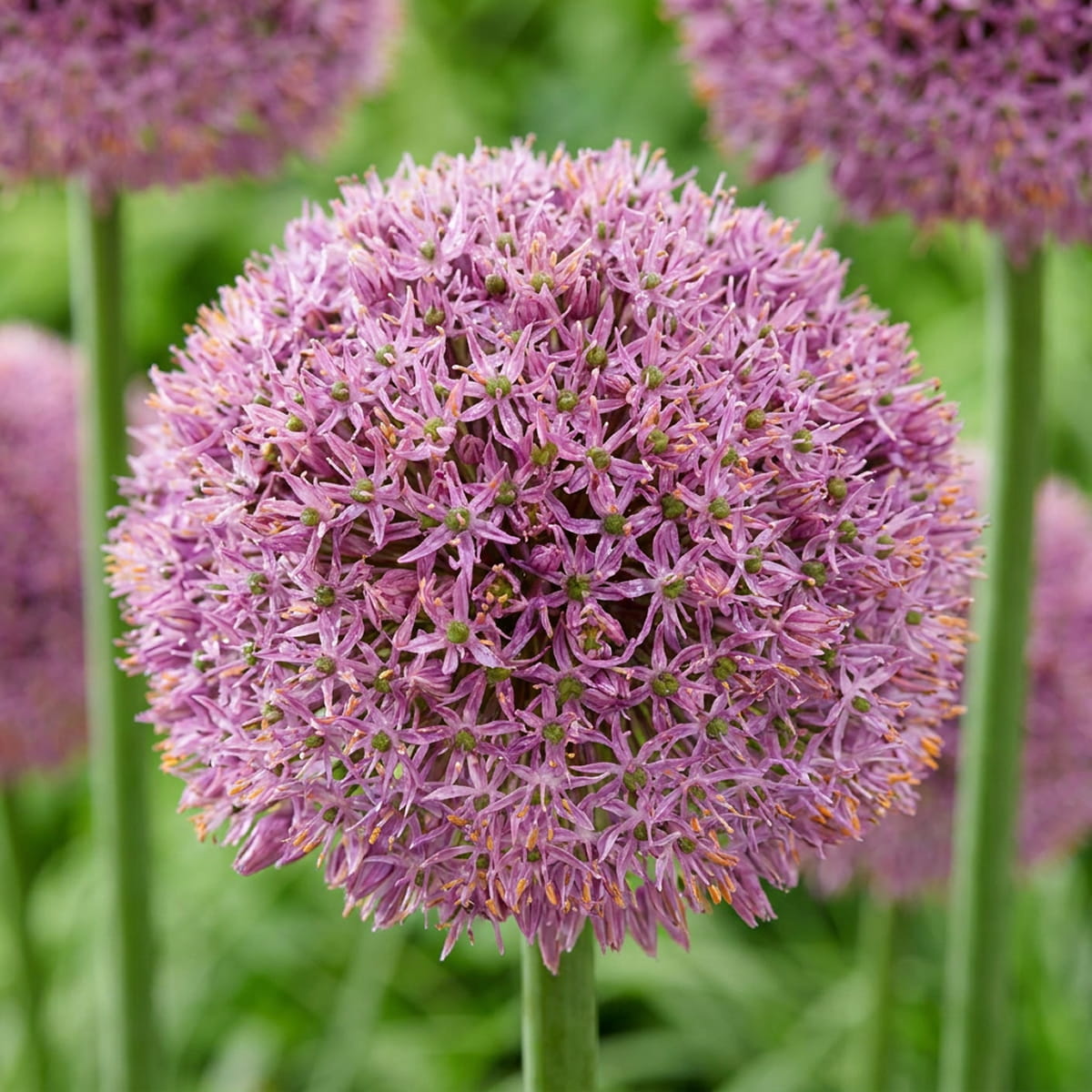 Allium Lucky Balloons - for Sale Allium Lucky Balloons