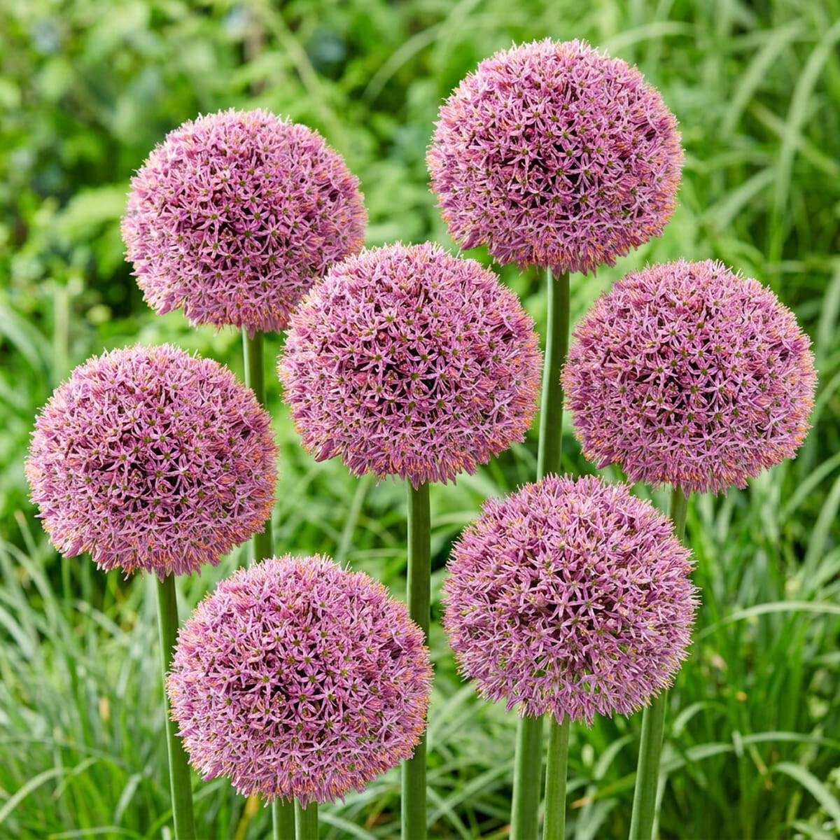 Allium Lucky Balloons - for Sale Allium Lucky Balloons