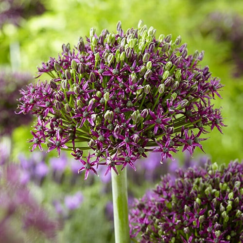 Allium Magic - for Sale Allium Magic