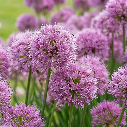 Allium Millenium - for Sale Allium Millenium