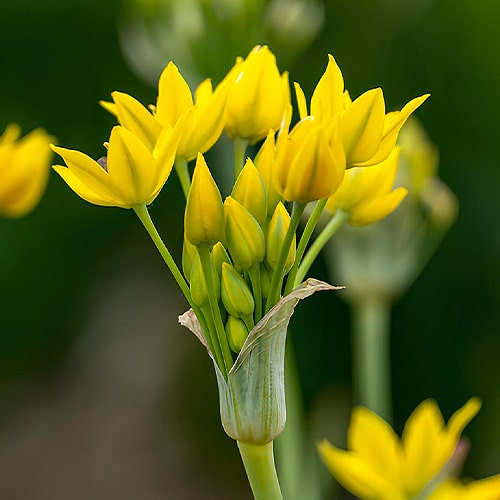 Allium Moly Jeannine - for Sale Allium Moly Jeannine