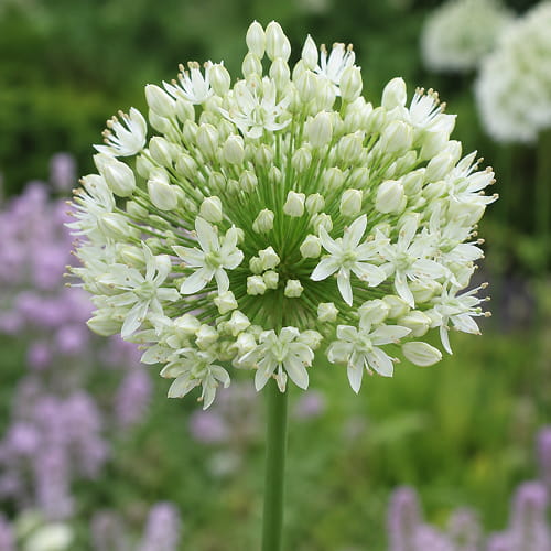 Allium Mont Blanc - for Sale Allium Mont Blanc
