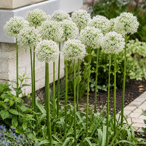 Allium Mont Blanc - for Sale Allium Mont Blanc