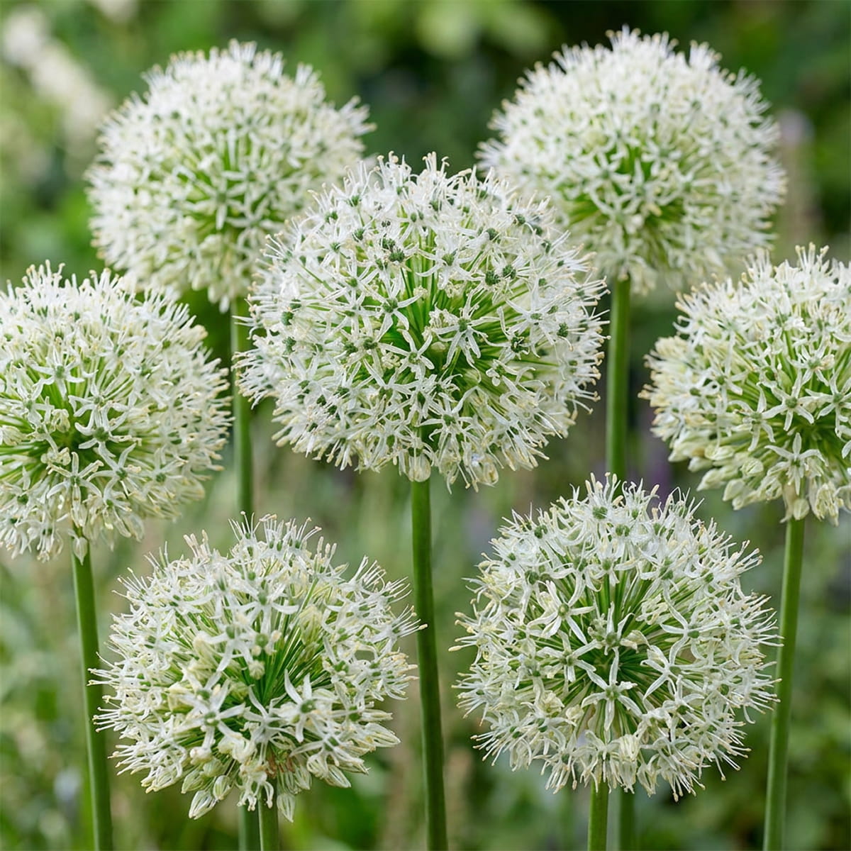 Allium Mount Everest - for Sale Allium Mount Everest