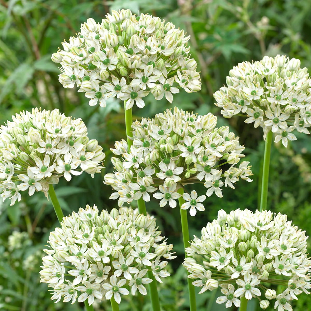 Allium Nigrum - for Sale Allium Nigrum