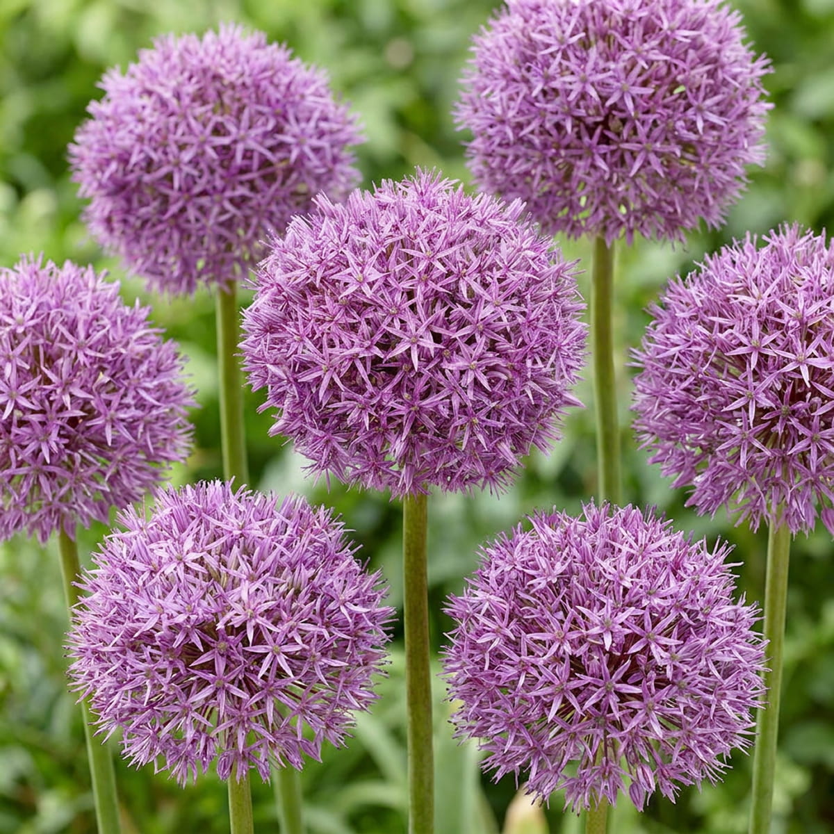 Allium Pinball Wizard - for Sale Allium Pinball Wizard