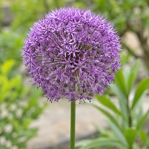 Allium Purple Caila - for Sale Allium Purple Caila