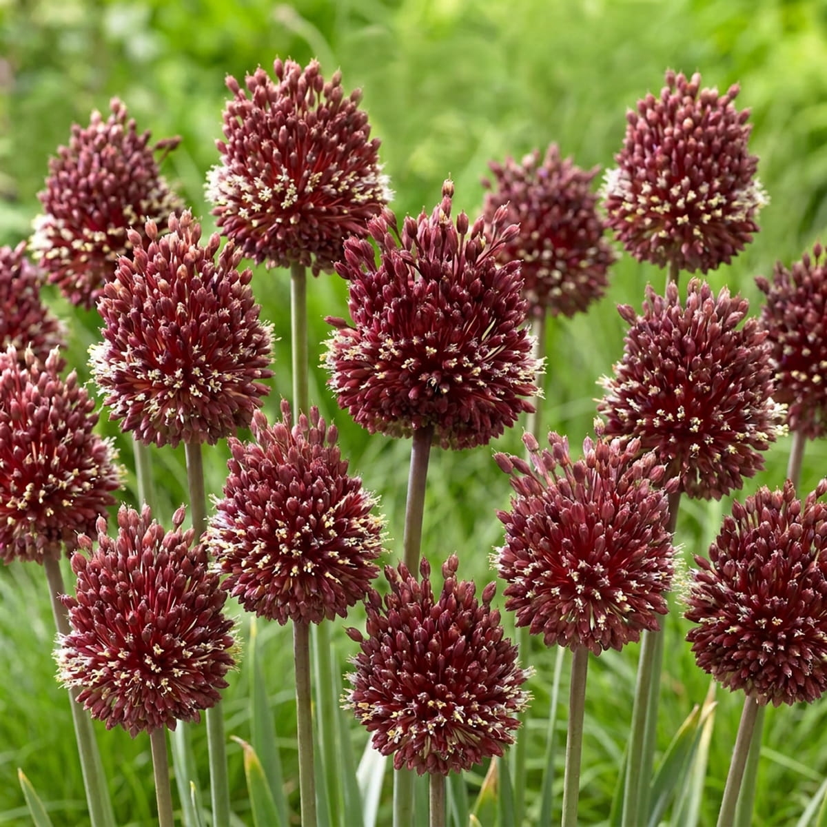 Allium Red Mohican - for Sale Allium Red Mohican